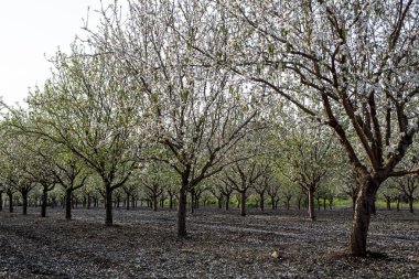 Badem ağacı çiçeği bahar zamanı Şubat ve Mart. Gıda endüstrisi için badem. Badem ve badem ezmesi.
