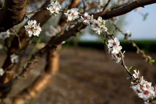 Mandelträd Blossom Våren Februari Och Mars Mandel För Livsmedelsindustrin Mandel — Stockfoto