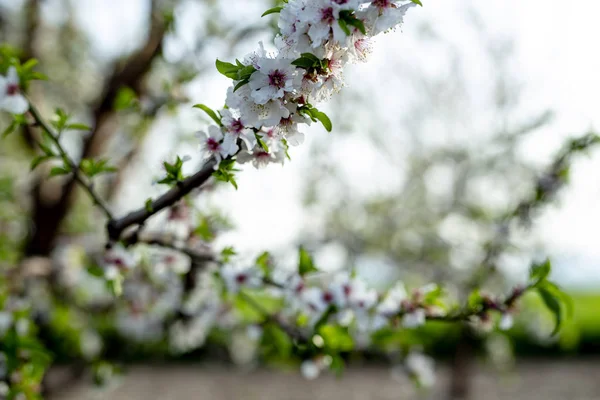 Mandelträd Blossom Våren Februari Och Mars Mandel För Livsmedelsindustrin Mandel — Stockfoto