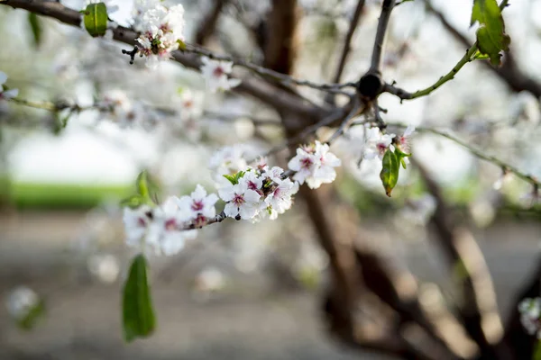 Mandelträd Blossom Våren Februari Och Mars Mandel För Livsmedelsindustrin Mandel — Stockfoto