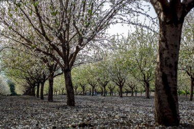 Badem ağacı çiçeği bahar zamanı Şubat ve Mart. Gıda endüstrisi için badem. Badem ve badem ezmesi.