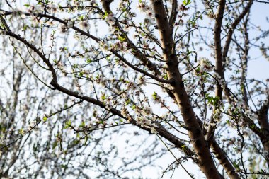 Badem ağacı çiçeği bahar zamanı Şubat ve Mart. Gıda endüstrisi için badem. Badem ve badem ezmesi.