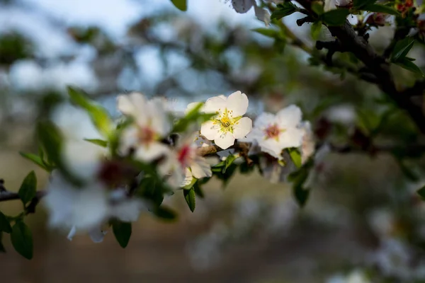 Mandelträd Blossom Våren Februari Och Mars Mandel För Livsmedelsindustrin Mandel — Stockfoto