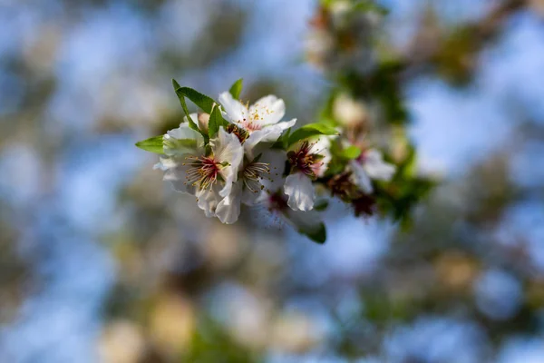 Badem Ağacı Çiçeği Bahar Zamanı Şubat Mart Gıda Endüstrisi Için — Stok fotoğraf