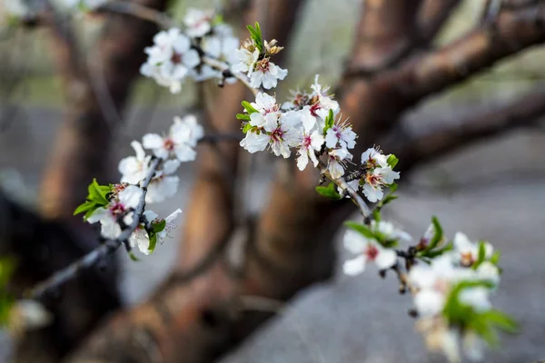 Mandelträd Blossom Våren Februari Och Mars Mandel För Livsmedelsindustrin Mandel — Stockfoto