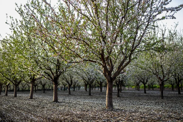 Миндальные Деревья Цветут Весной Феврале Маршируют Миндаль Пищевой Промышленности Миндаль — стоковое фото