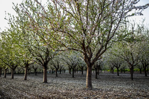 Mandelträd Blossom Våren Februari Och Mars Mandel För Livsmedelsindustrin Mandel — Stockfoto