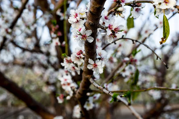 Mandelträd Blossom Våren Februari Och Mars Mandel För Livsmedelsindustrin Mandel — Stockfoto