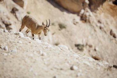 Keçi Nubian ibex Capra nubiana