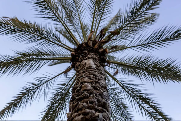 棕榈树日期 — 图库照片