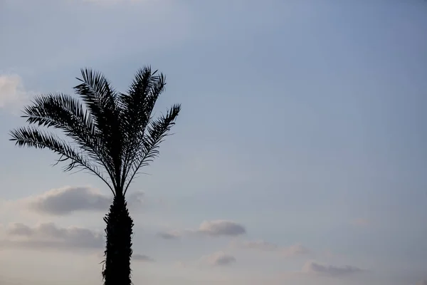 Palmu päivämäärä puu — kuvapankkivalokuva