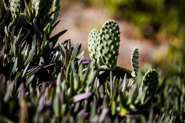 CACTUS — Stock Photo, Image