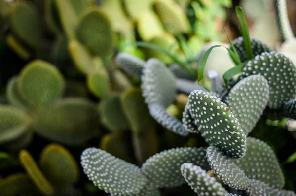 CACTUS — Stock Photo, Image