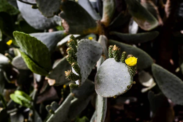 CACTUS — Stock Photo, Image