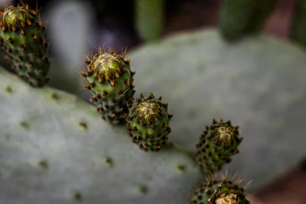 Cacto — Fotografia de Stock