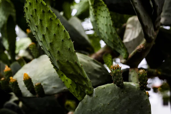 Cacto — Fotografia de Stock