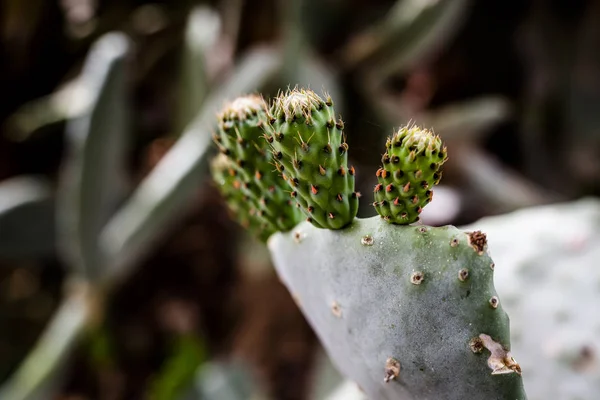 Cactus — Stockfoto