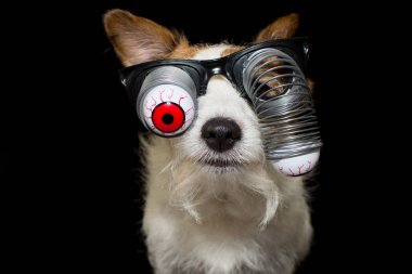 Komik Cadılar Bayramı köpek bir zombi kan çanağı giyen gözlük gözler. Siyah arka plan karşı izole