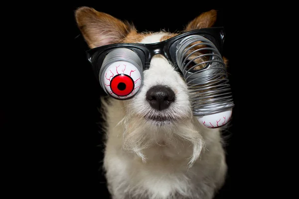 Funny Halloween Dog Wearing Zombie Bloodshot Eyes Glasses Isolated Black — Stock Photo, Image