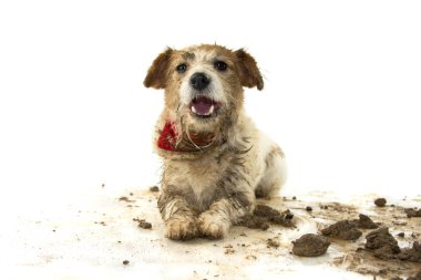 Köpek kirli. Komik Jack Russell çamurlu su oyunda sonra mutlu bir ifade ile yalancılık aşağı köpek yavrusu. Beyaz arka plan karşı izole atış.