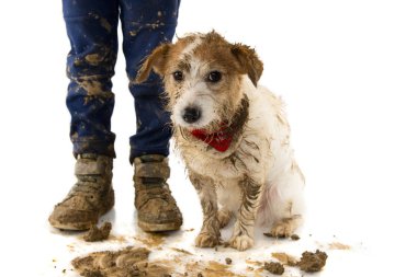 Kirli köpek ve çocuk. Komik Jack Russell ve sonra çamurlu su oyunda küçük sahibi. Beyaz arka plan karşı izole atış