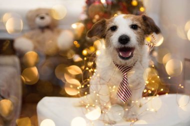 Chirstmas ya da yeni yıl köpek. Mutlu Jack Russell tatiller ve Noel için çizgili kırmızı kravat giyen köpek yavrusu gibi arka plan ağacı ışıkları.