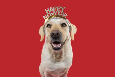 Köpek yeni yıl. Mutlu köpek yavrusu Labrador bir kafa bandı veya metin işaretiyle taç giymiş. Mercan eğilim arka plan karşı izole.