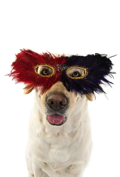 Dog Mardi Gras Feather Mask Funny Labrador Avec Yeux Carnival — Photo