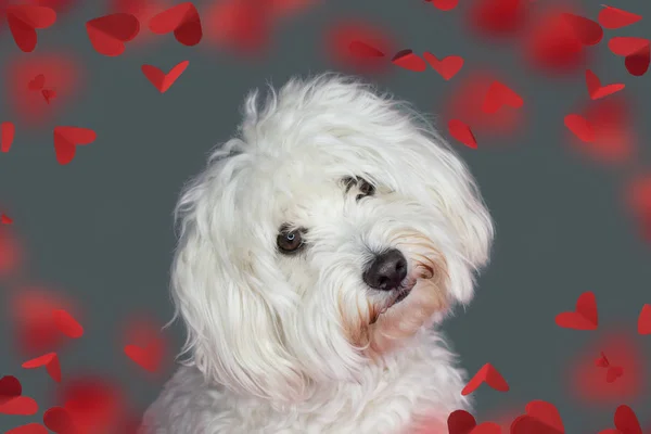 Doge Ama Valentines Day Cute Maltese Tilting Lato Della Testa — Foto Stock