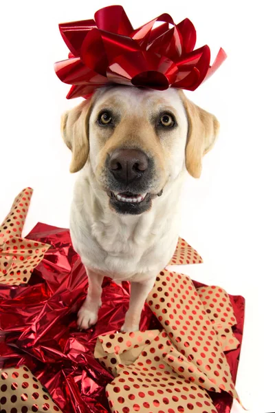 狗的礼物 拉布拉多坐在红色的包裹纸上 头上有一个红色的弓 小狗或宠物礼物为圣诞节或生日概念 图库照片