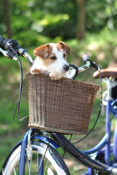 Симпатичная Собачка Джек Рассел Сидящая Двухколёсной Баскете Летние Дни Национальный — стоковое фото