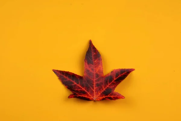 秋の背景 オレンジ色の背景に対して単一の赤いカラフルな葉 — ストック写真