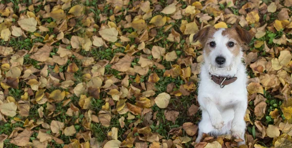 배경입니다 노란가 음식을 다리에 귀여운 강아지 — 스톡 사진