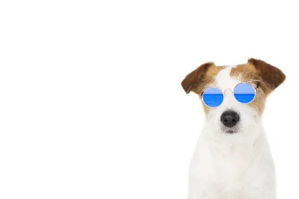 Собачье Лето Fashion Jack Russell Dog Waring Blue Mirror Glasses — стоковое фото