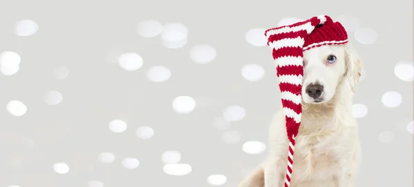 Nápis Vánoční Psa Pruhovaný Červený Klobouk Modrýma Očima Izolovaná Proti — Stock fotografie