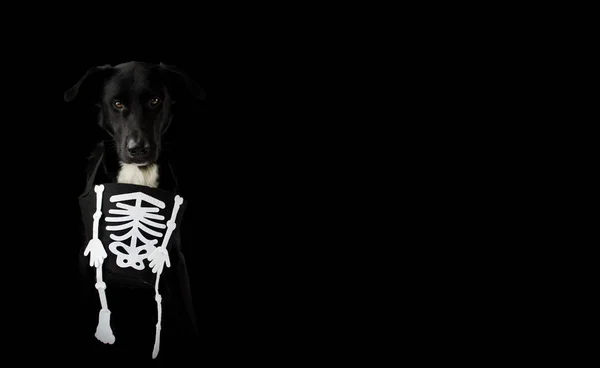 Banier Van Zwarte Griezelige Hond Gekleed Met Een Halloween Kostuum — Stockfoto