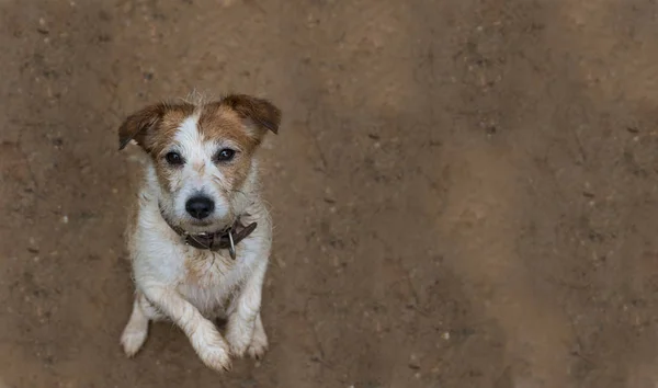 Banner Dirty Muddy Dog Jack Russell Puppy Après Jouer Dans — Photo