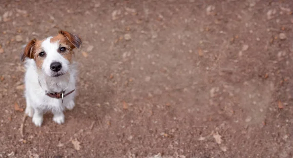 Cute Jack Russell Dog Portrait Brown Autumn Antecedentes — Foto de Stock