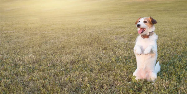 Banner Retrait Jack Russell Dog Standing Duas Legs Grasse Que — Fotografia de Stock