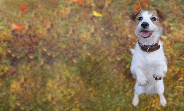 Banner Portrait Cute Jack Russell Dog Standing Dos Legs Brown — Foto de Stock