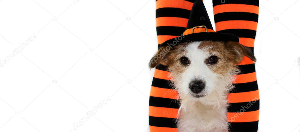 BANNER OF A CUTE HALLOWEEN DOG WEARING A WITCH OR WIZARD HAT SITTING  STRIPED ORANGE AND BLACK SOCKS OF ITS CHILD OWNER. ISOLATED AGAINST WHITE BACKGROUND WITH COPY SPACE.