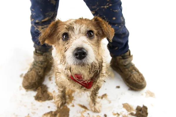 DIRTY DOG AND CHILD. FUNNY JACK RUSSELL  AND BOY LEGS AFTER PLAY IN A MUD PUDDLE. ISOLATED SHOT AGAINST WHITE BACKGROUND. STUDIO SHOT.