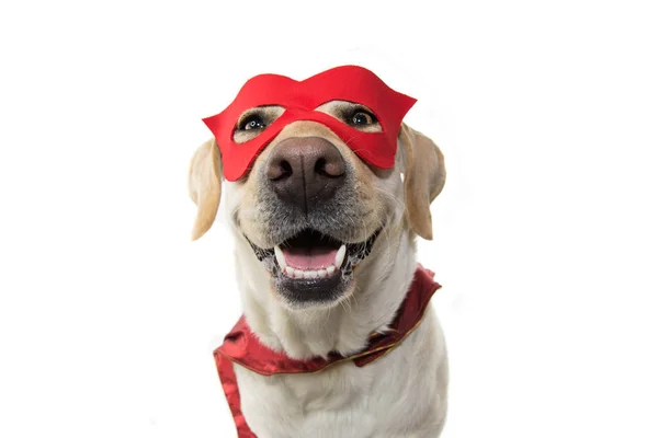 Köpek süper kahraman kostümü. Labrador yakın çekim kırmızı maske ve pelerin giymiş. Karnaval veya Cadılar Bayramı. İzole Studio vurdu beyaz arka planı.