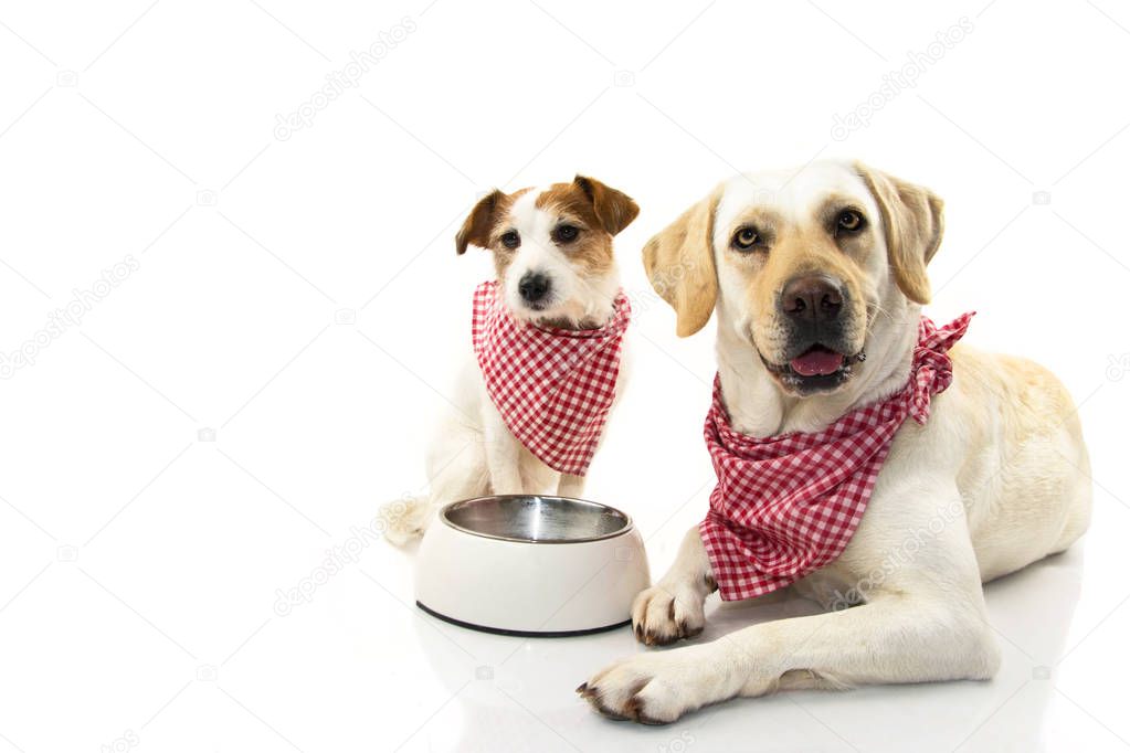 TWO DOGS EATING FOOD. LABRADOR AND JACK RUSSEELL LYING DOWN WITH A EMPTY BOWL. ISOLATED STUDIO SHOT AGAINST WHITE BACKGROUND.