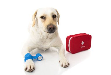 Hasta köpek. Bir mavi elastik bandaj veya ayak pençe ve bir acil durum ya da Firt bir orkestra ile uzanarak Labrador Kit yardım. Bir surat. İzole Studio vurdu beyaz arka planı.