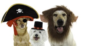 Üç köpek bir korsan, Elf ve sihirbaz Halloween veya karnaval kılık şapka giymiş afiş. Beyaz arka plan karşı izole