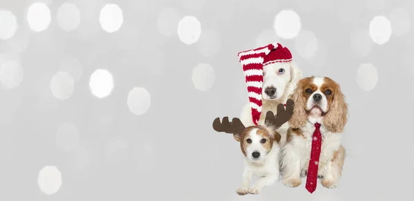 Banner Três Cães Celebrando Cristmas Vestindo Chapéu Vermelho Santa Claus — Fotografia de Stock