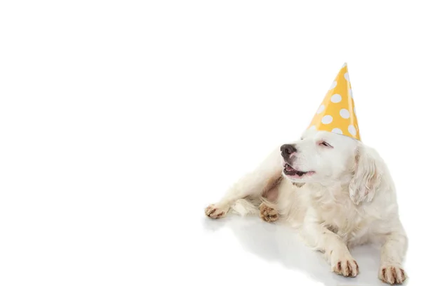 Birthday Dog Banner Funny Terrier Puppy Wearing Yellow Polka หมวกปาร — ภาพถ่ายสต็อก