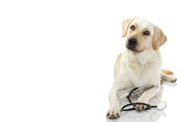 Perro Grande Con Estetoscopio Tumbado Contra Fondo Blanco Estudio Tiro — Foto de Stock