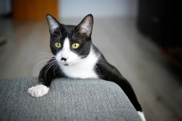 Zwarte Kat Spelen Sofa — Stockfoto